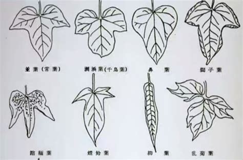 圓形樹葉|葉形:形態特徵,鱗形,條形,刺形,針形,錐形,披針形,匙形,卵形,長圓形,。